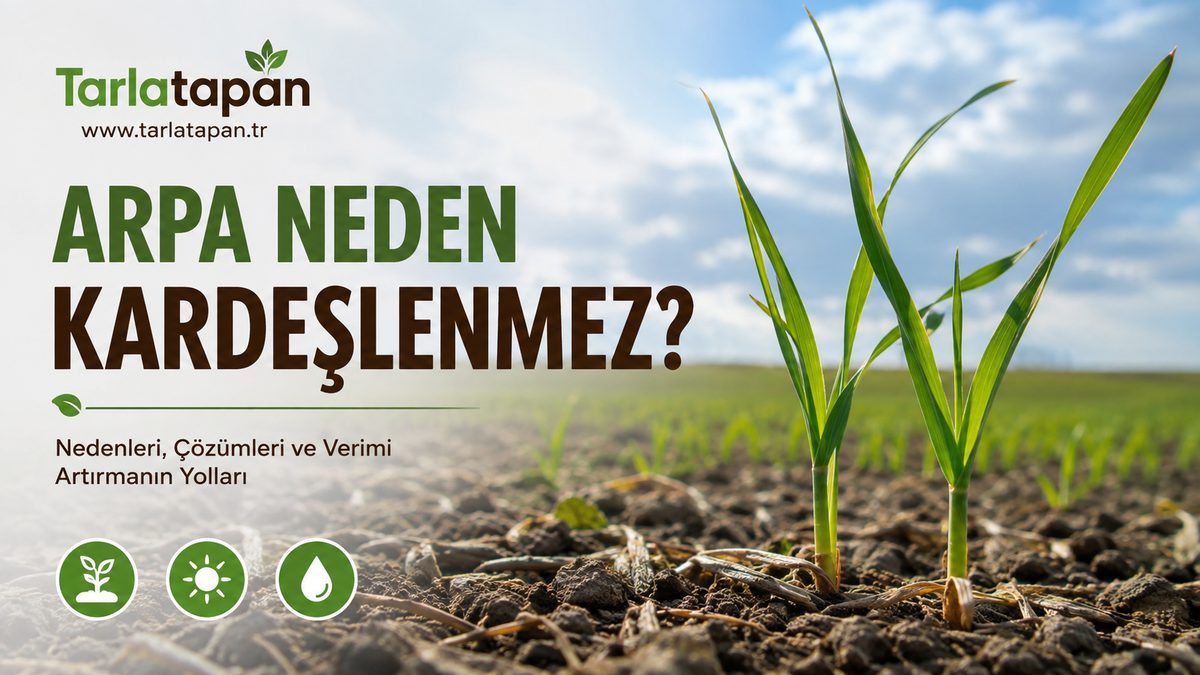 Arpa Neden Kardeşlenmez?