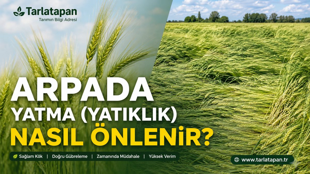 Arpada Yatma (Yatıklık) Nasıl Önlenir?