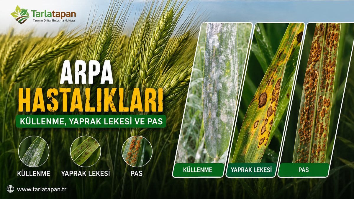 Arpa Hastalıkları: Küllenme, Yaprak Lekesi ve Pas