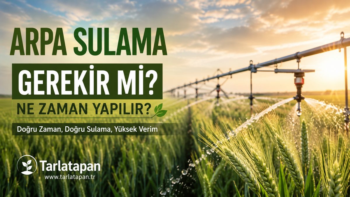 Arpa Sulama: Gerekir mi, Ne Zaman Yapılır?