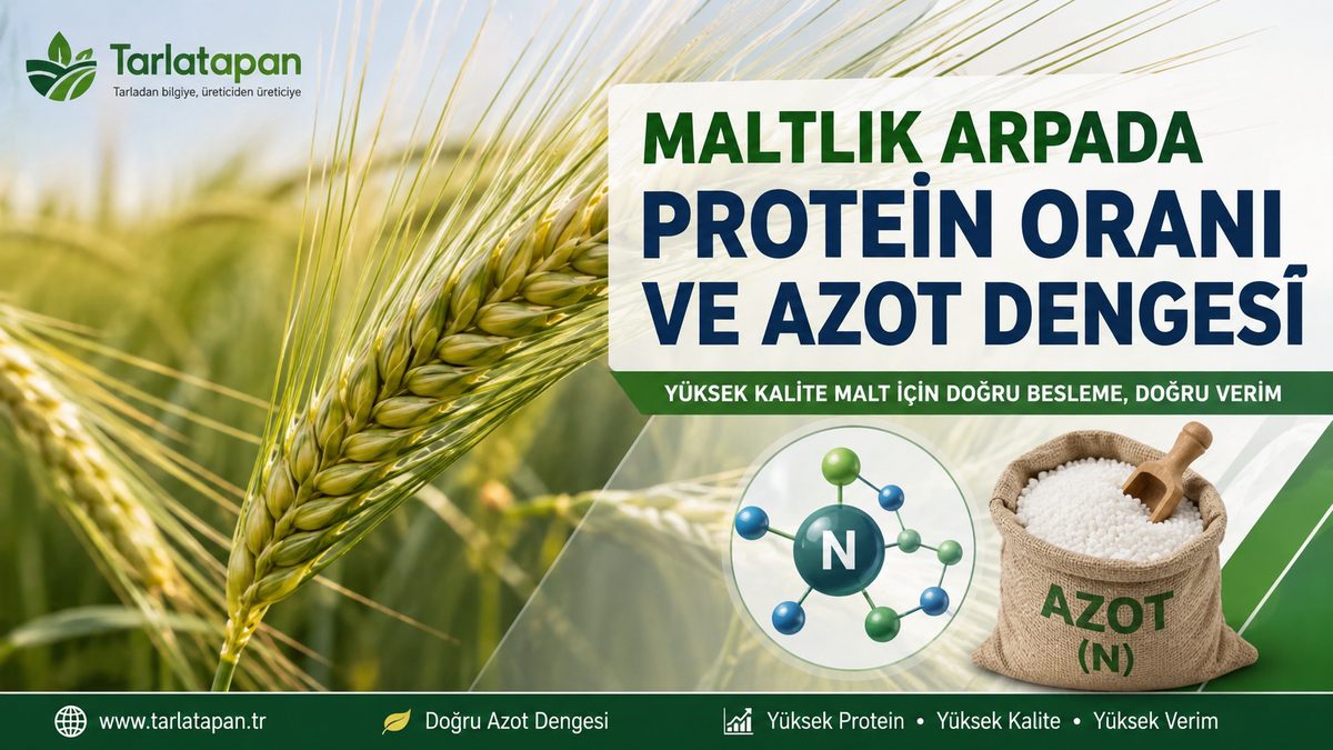 Maltlık Arpada Protein Oranı ve Azot Dengesi