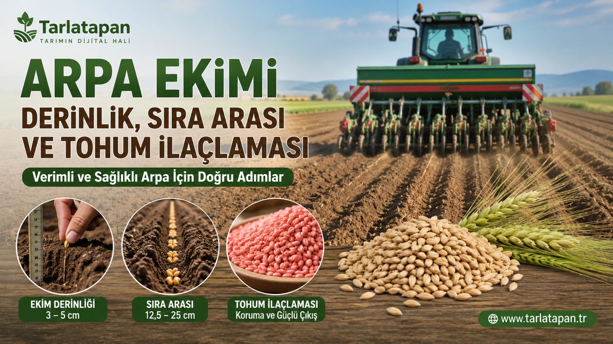 Arpa Ekim Derinliği, Sıra Arası ve Tohum İlaçlaması