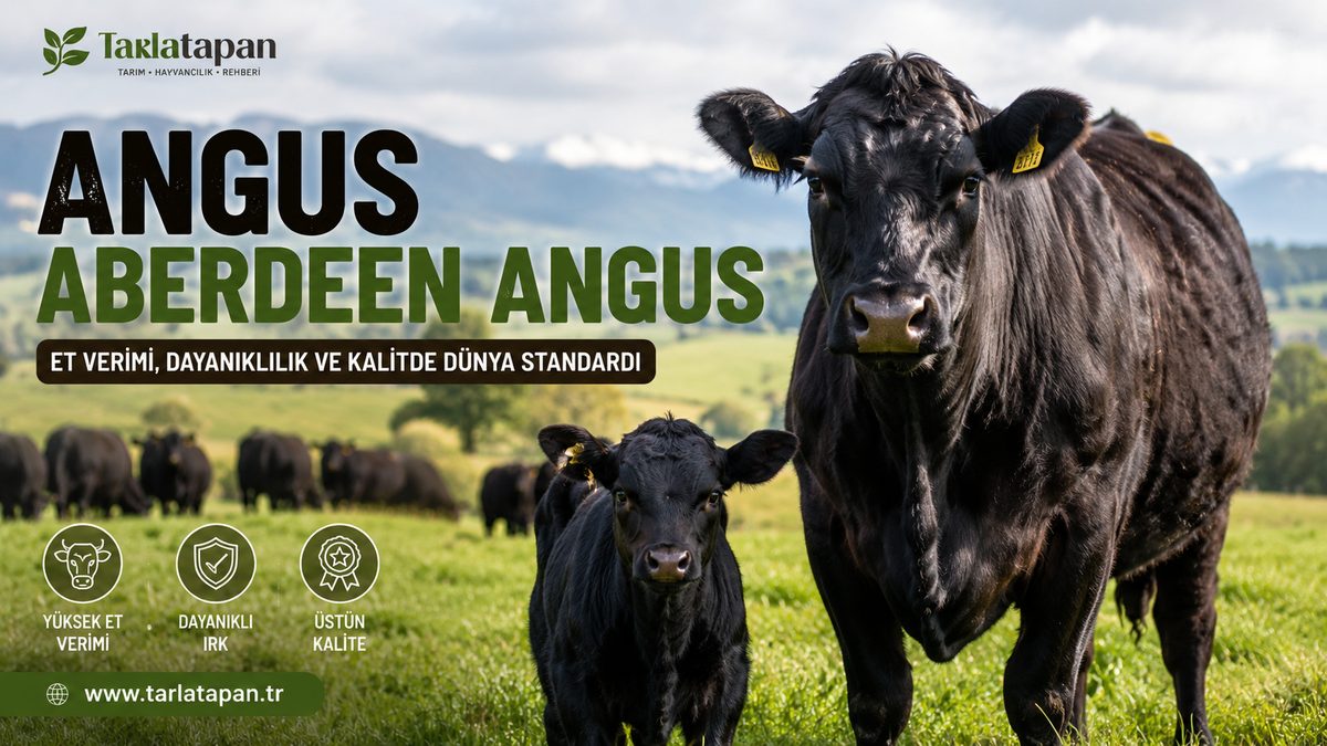 Angus (Aberdeen Angus)