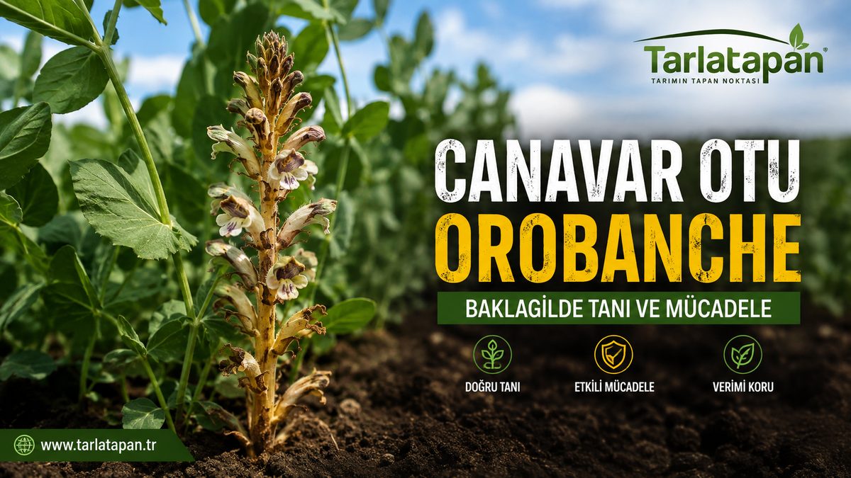 Canavar Otu (Orobanche): Baklagilde Tanı ve Mücadele