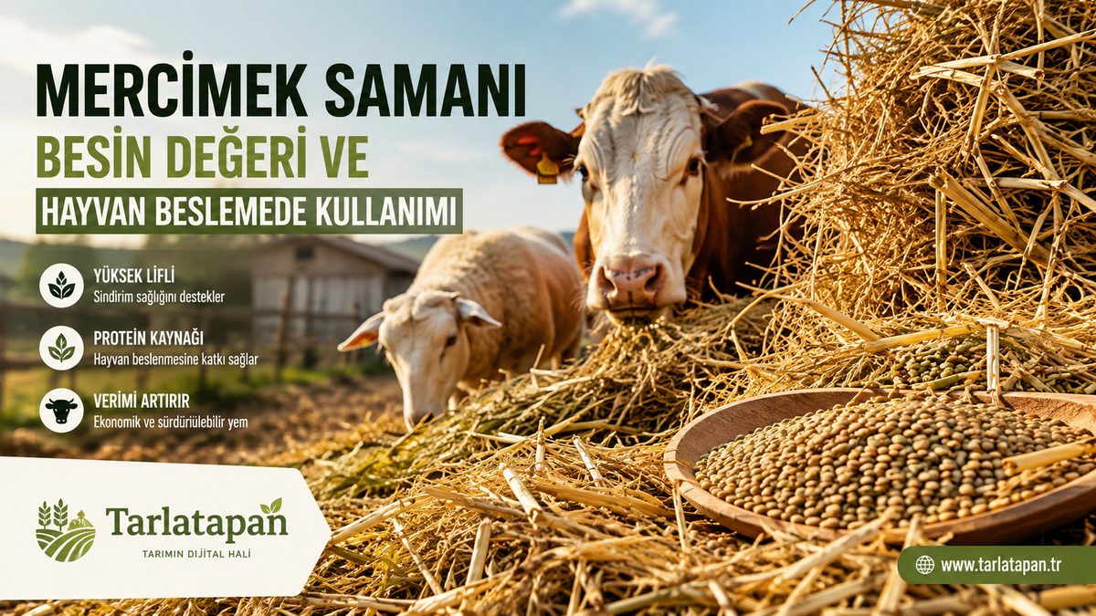 Mercimek Samanı: Besin Değeri ve Hayvan Beslemede Kullanımı