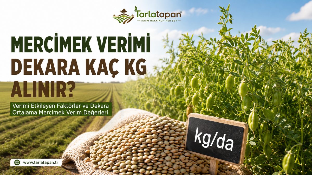 Mercimek Verimi: Dekara Kaç Kg Alınır?