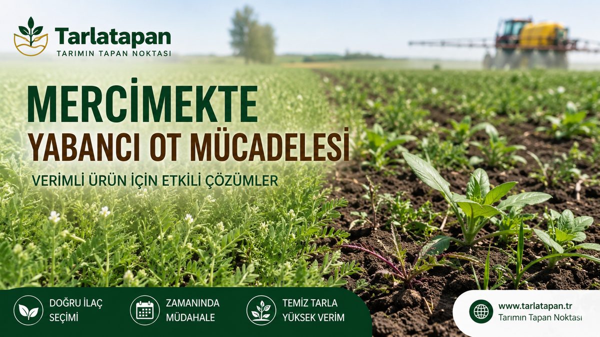 Mercimekte Yabancı Ot Mücadelesi