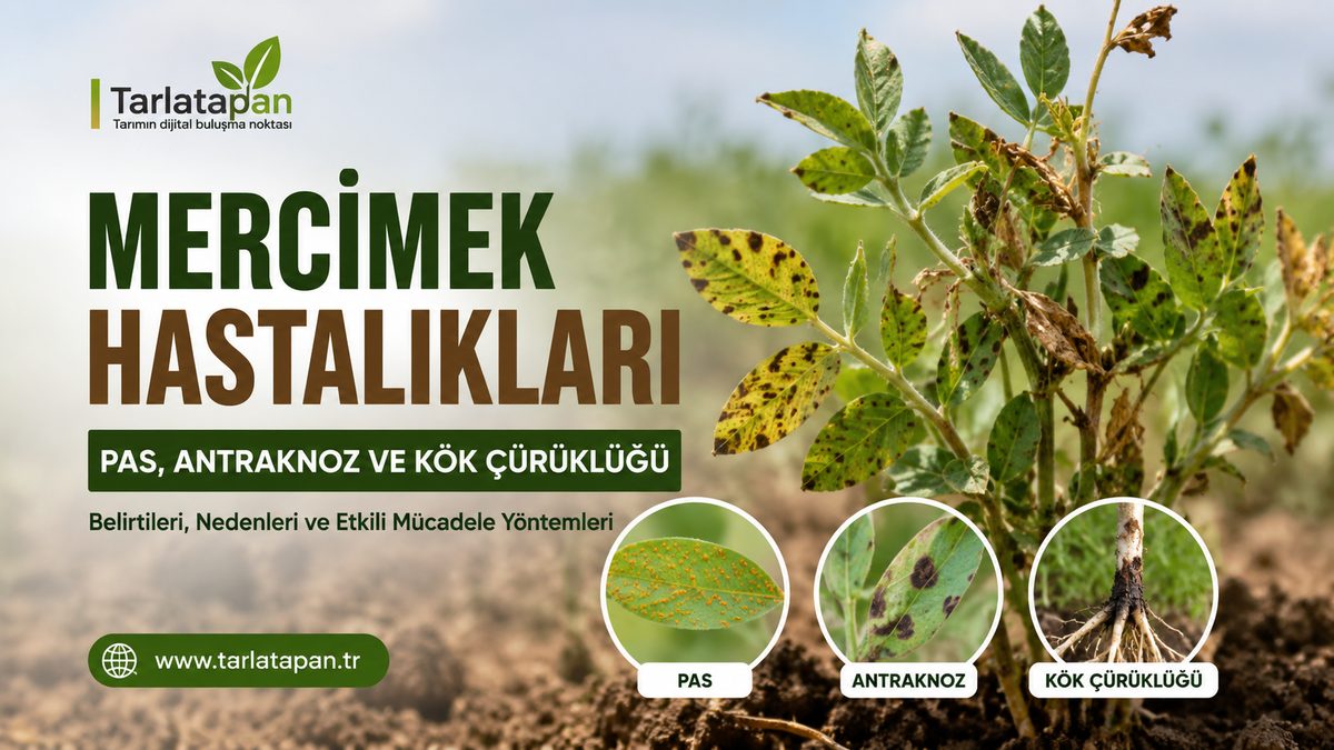 Mercimek Hastalıkları: Pas, Antraknoz ve Kök Çürüklüğü