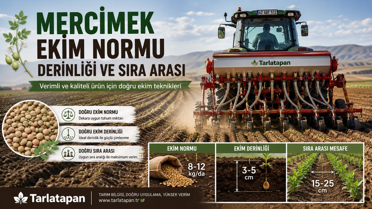 Mercimek Ekim Normu, Derinliği ve Sıra Arası