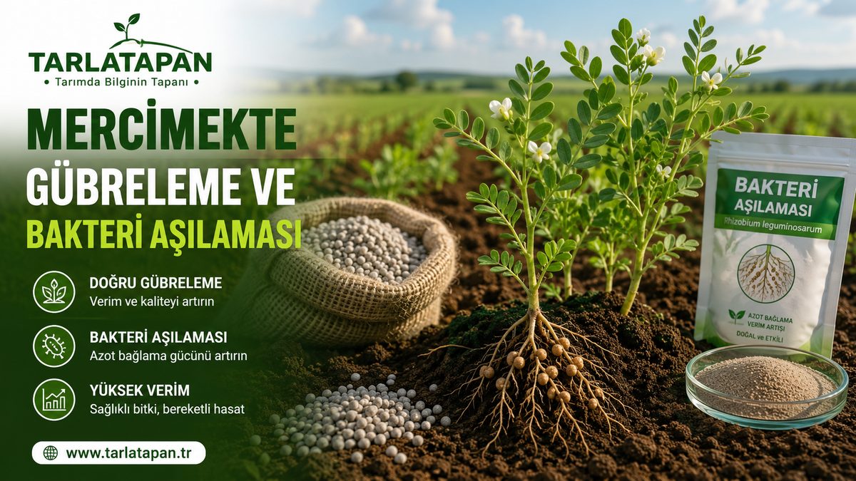 Mercimekte Gübreleme ve Bakteri Aşılaması