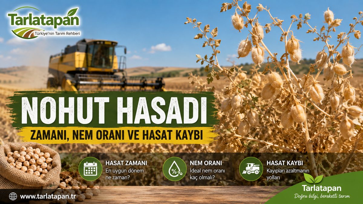 Nohut Hasadı: Zamanı, Nem Oranı ve Hasat Kaybı