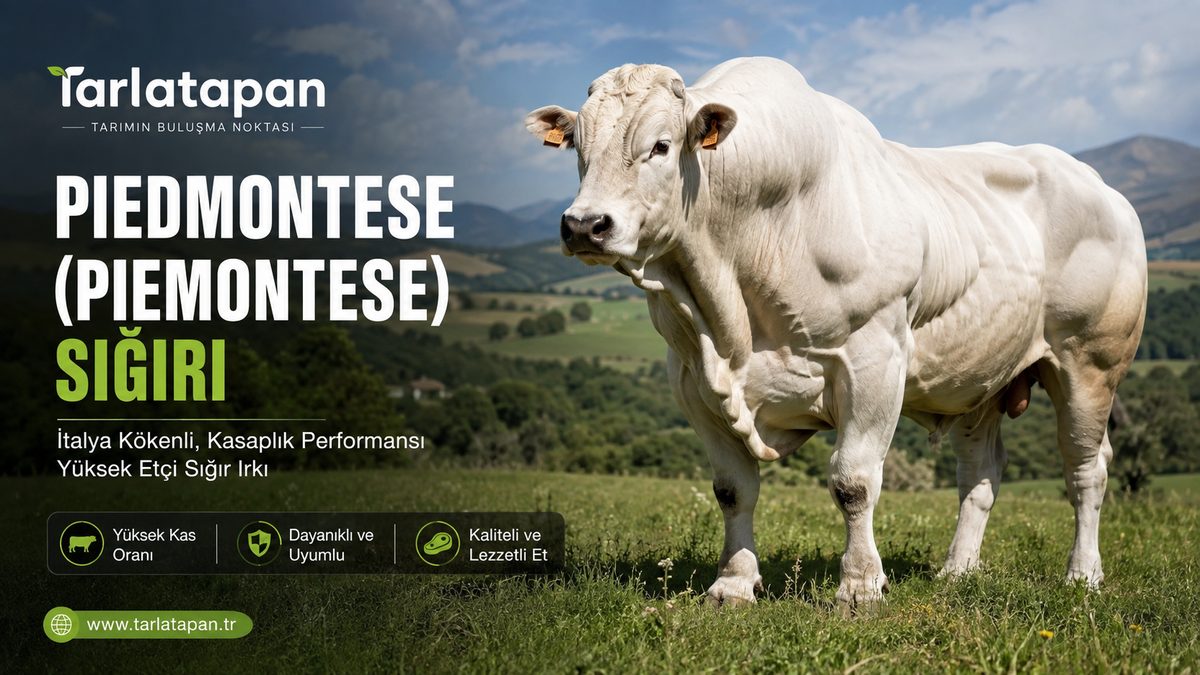 Piedmontese (Piemontese)