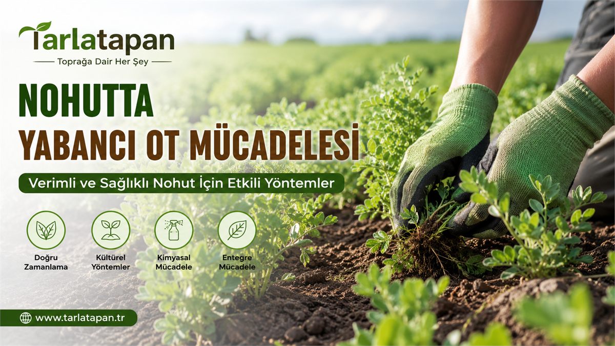 Nohutta Yabancı Ot Mücadelesi