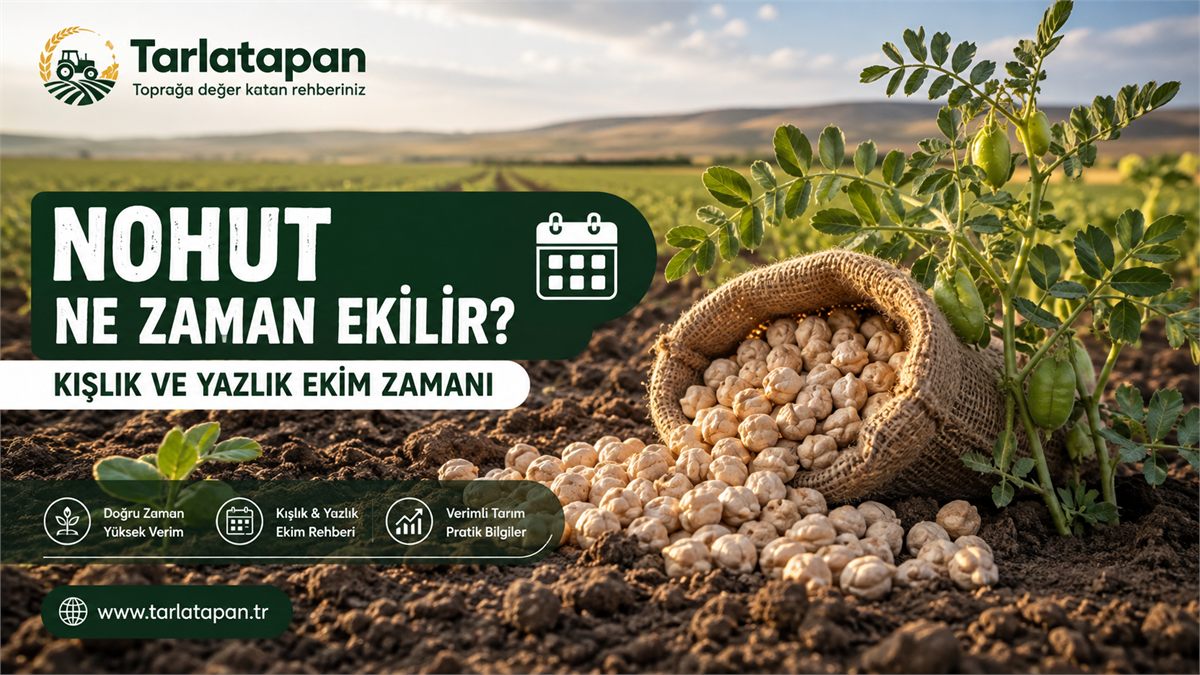 Nohut Ne Zaman Ekilir? Kışlık ve Yazlık Ekim Zamanı