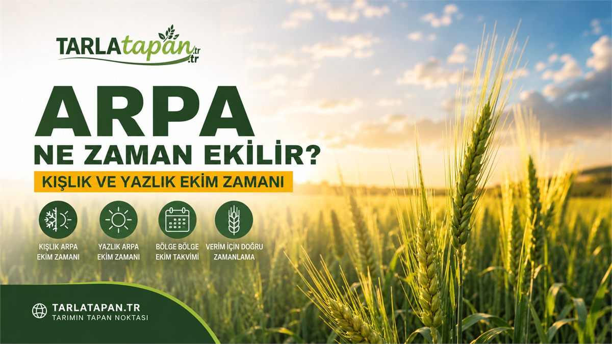Arpa Ne Zaman Ekilir? Kışlık ve Yazlık Ekim Zamanı