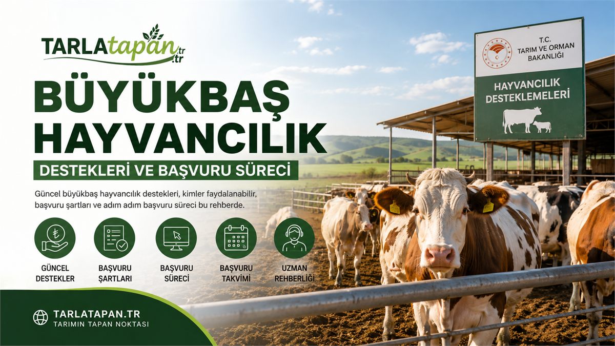 Büyükbaş Hayvancılık Destekleri ve Başvuru Süreci