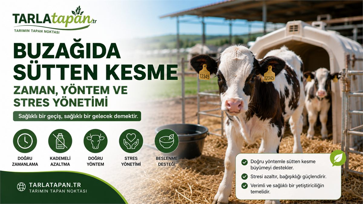 Buzağıda Sütten Kesme: Zaman, Yöntem ve Stres Yönetimi