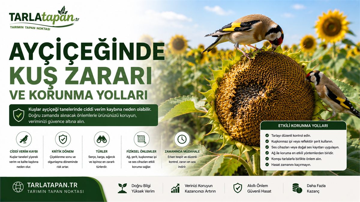 Ayçiçeğinde Kuş Zararı ve Korunma Yolları