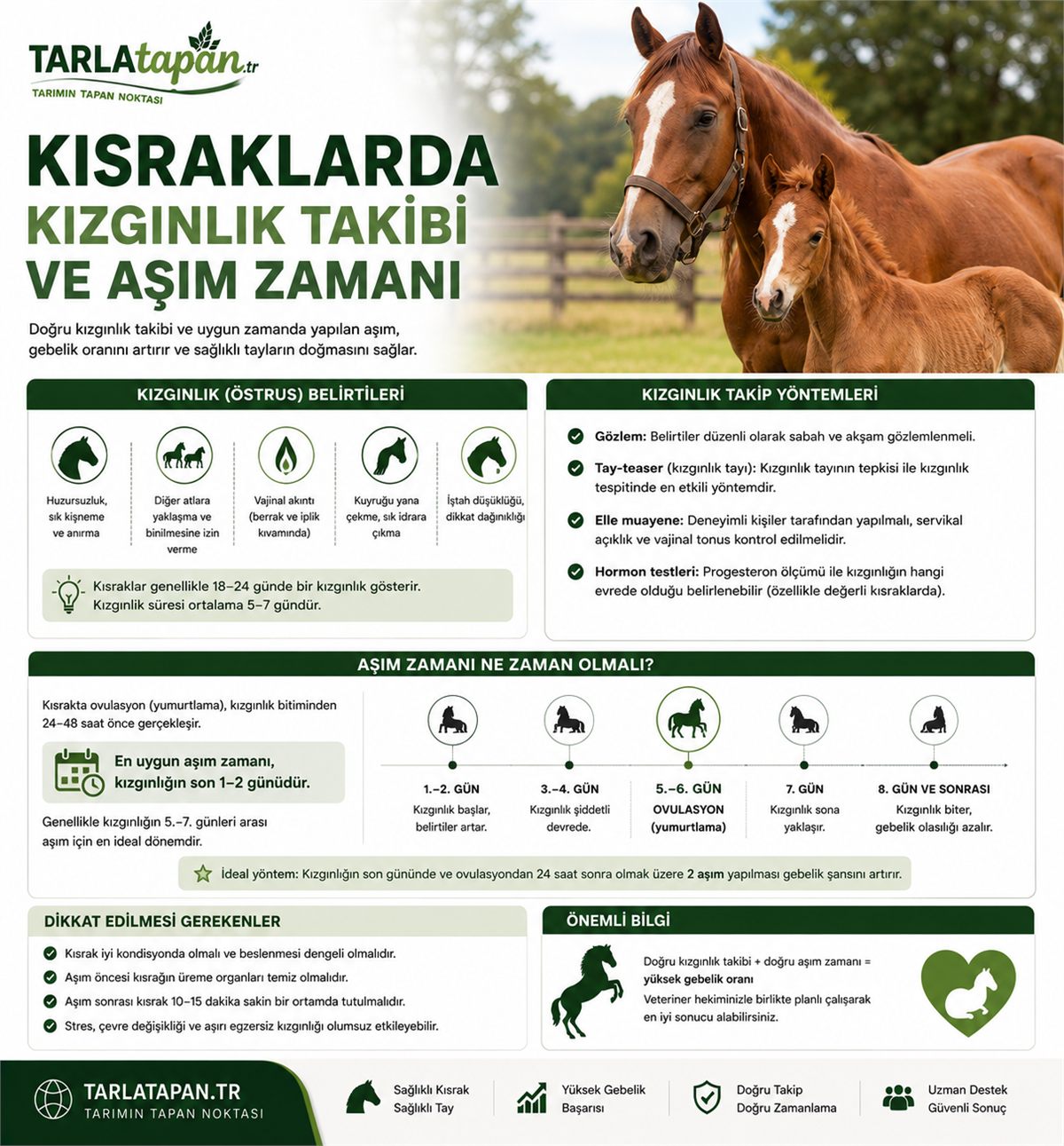 Kısraklarda Kızgınlık Takibi ve Aşım Zamanı
