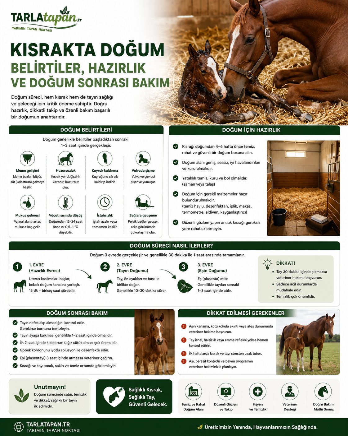 Kısrak Gebelik Süresi ve Gebelik Takibi