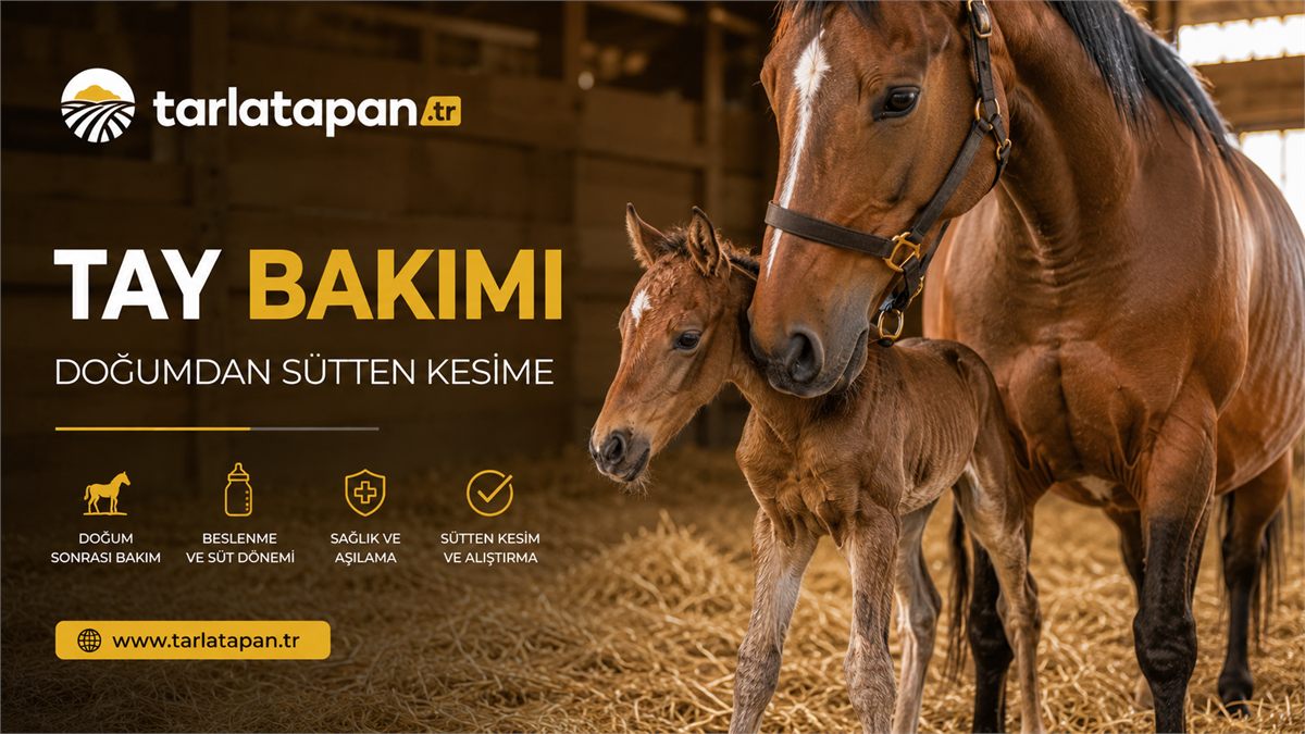 Tay Bakımı: Doğumdan Sütten Kesime