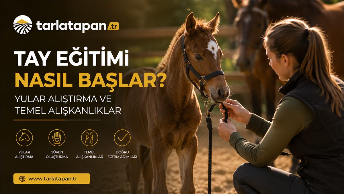 Tay Eğitimi Nasıl Başlar? Yular Alıştırma ve Temel Alışkanlıklar