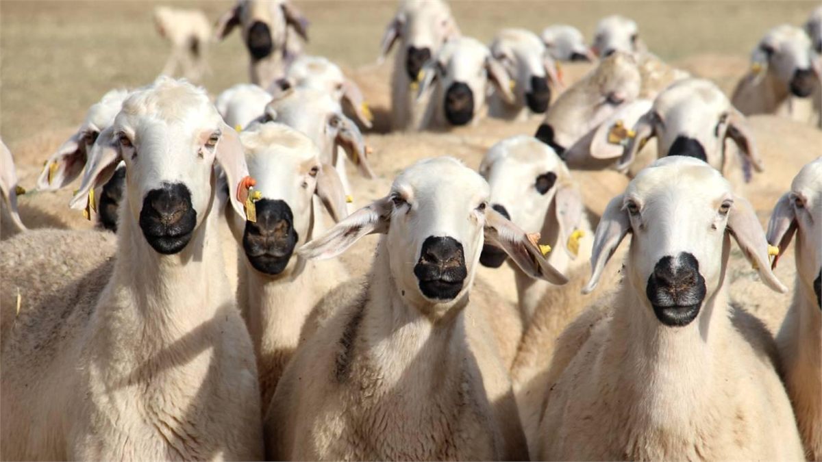 Akkaraman koyun — 150 baş, damızlık sürü