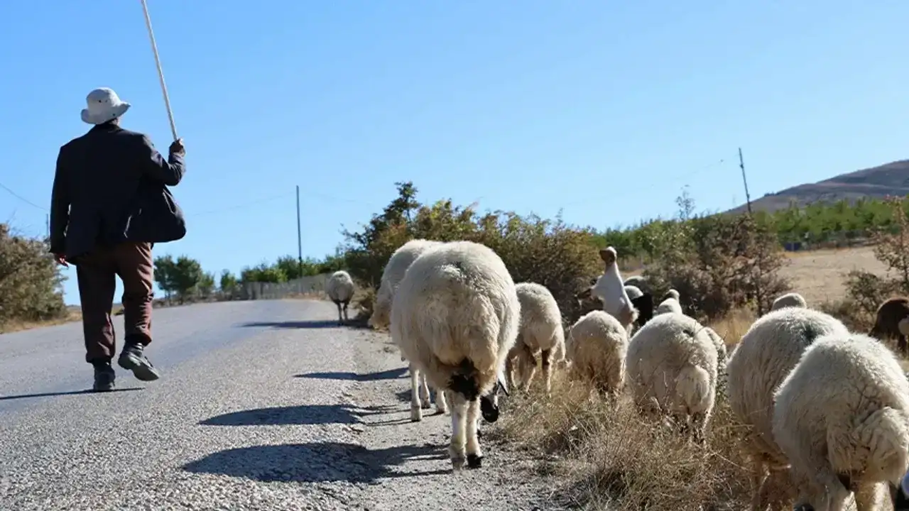 400 baş koyun sürüsüne çoban aranıyor — ailece kalınabilir