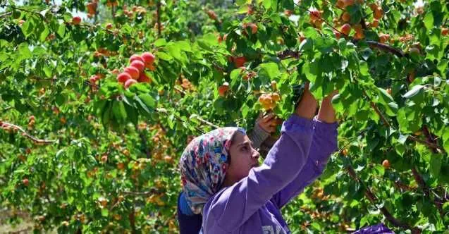 Mevsimlik kayısı toplama işçisi — 25 kişi, yevmiyeli