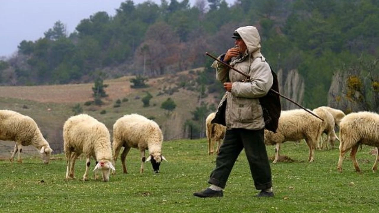 15 yıl deneyimli çoban — aile ile birlikte iş arıyorum