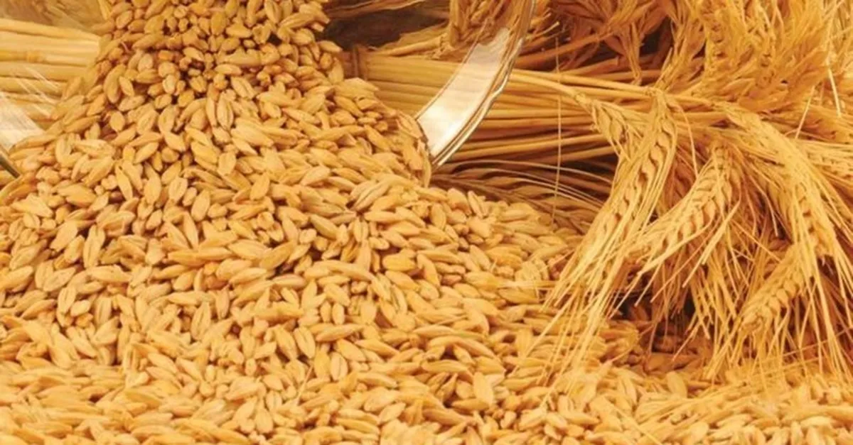 Yemlik arpa — 25 ton, hektolitre 64, temiz ürün