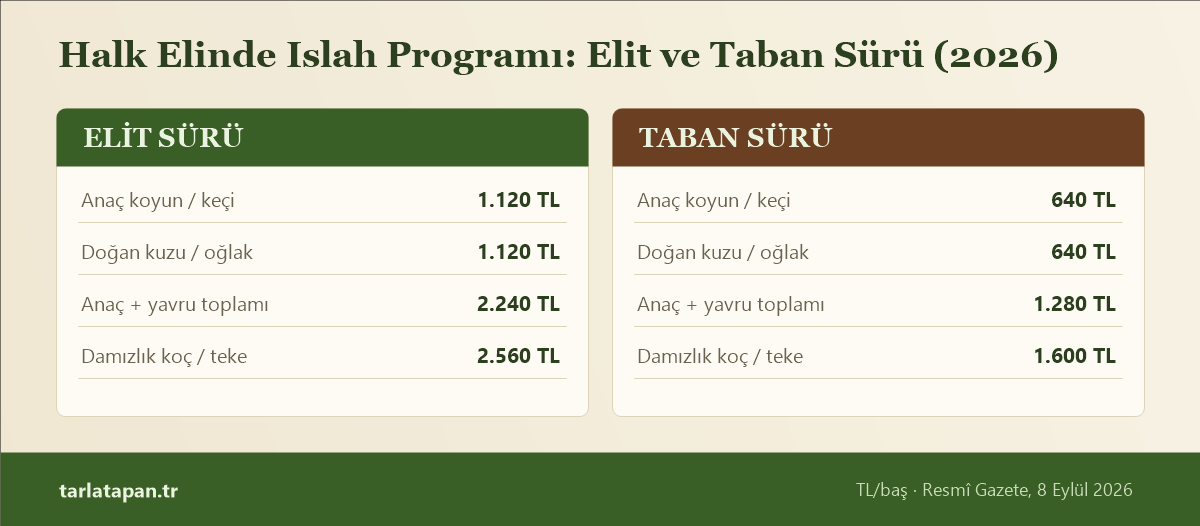 Halk Elinde Islah Programı 2026 tutarları: elit sürüde anaç 1.120 TL, doğan yavru 1.120 TL, damızlık koç-teke 2.560 TL; taban sürüde 640 TL, 640 TL ve 1.600 TL