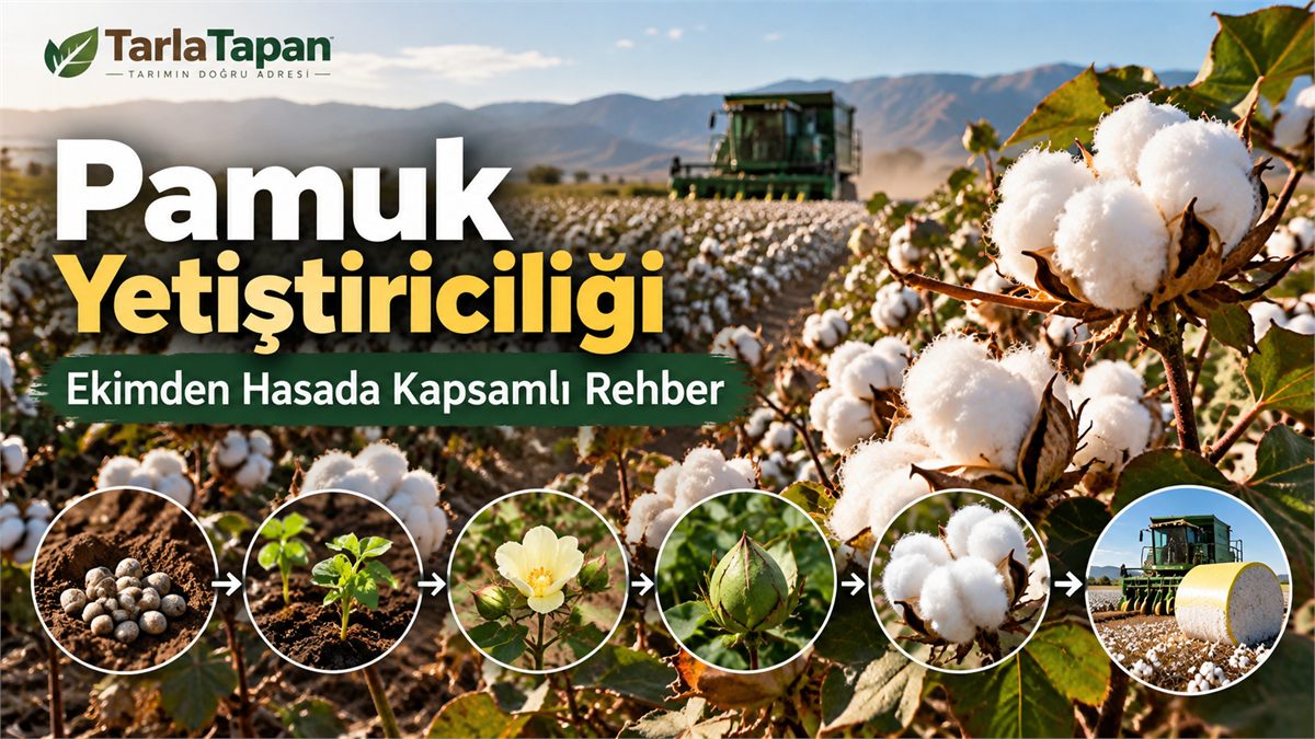 Pamuk Yetiştiriciliği: Ekimden Hasada Kapsamlı Rehber