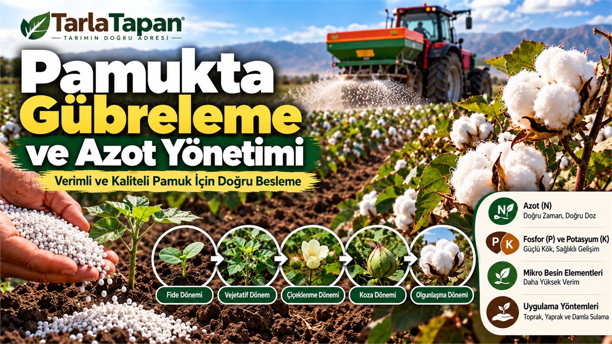 Pamukta Gübreleme ve Azot Yönetimi