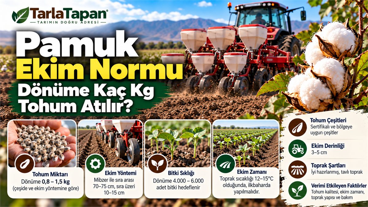 Pamuk Ekimi: Dönüme Kaç Kg Tohum Atılır?
