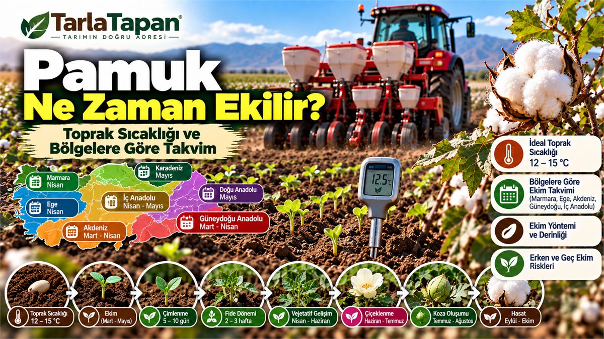 Pamuk Ne Zaman Ekilir? Toprak Sıcaklığı ve Bölgelere Göre Takvim