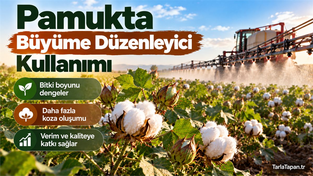 Pamukta Büyüme Düzenleyici Kullanımı