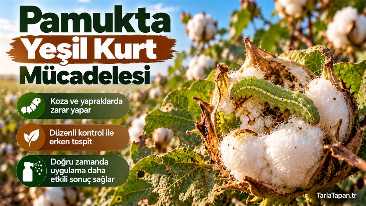 Pamukta Yeşil Kurt Mücadelesi