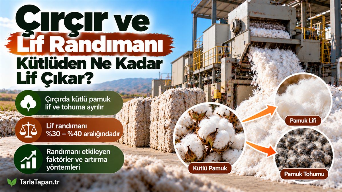 Çırçır ve Lif Randımanı: Kütlüden Ne Kadar Lif Çıkar?