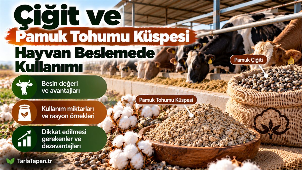 Çiğit ve Pamuk Tohumu Küspesi: Hayvan Beslemede Kullanımı