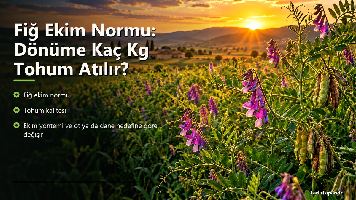 Fiğ Ekim Normu: Dönüme Kaç Kg Tohum Atılır?