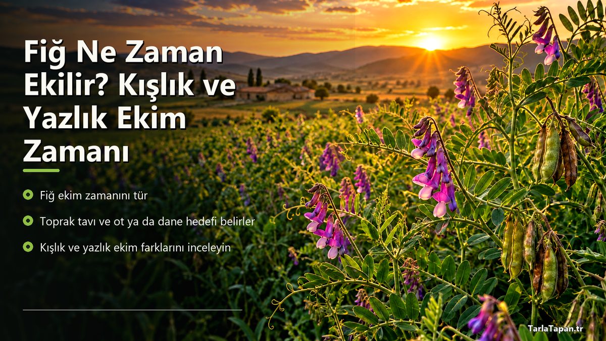 Fiğ Ne Zaman Ekilir? Kışlık ve Yazlık Ekim Zamanı