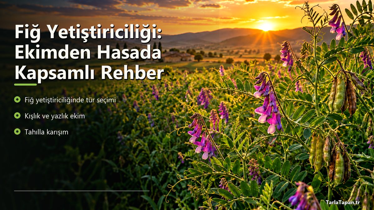 Fiğ Yetiştiriciliği: Ekimden Hasada Kapsamlı Rehber