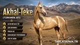 Akhal-Teke (Türkmen Atı)