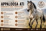 Appaloosa Atı