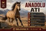 Anadolu Atı