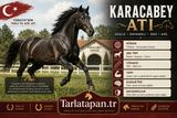 Karacabey Atı