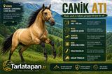 Canik Atı