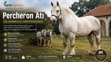 Percheron Atı