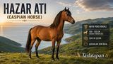 Hazar Atı (Caspian Horse)